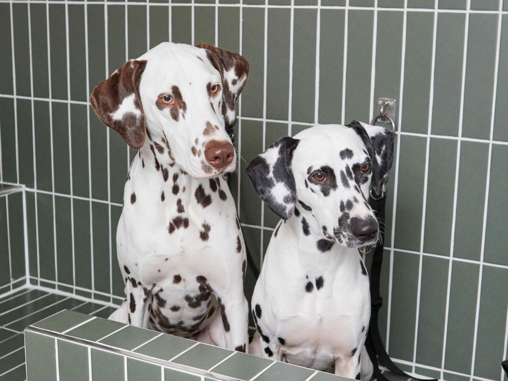 Barkers and Brothers